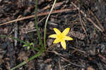 Fringed yellow star-grass